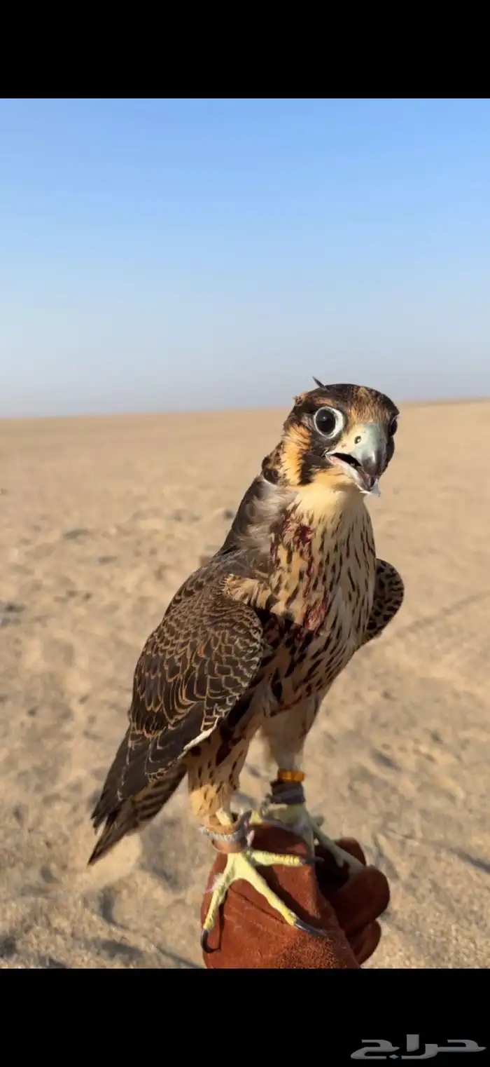 شيهانه جبليه 0