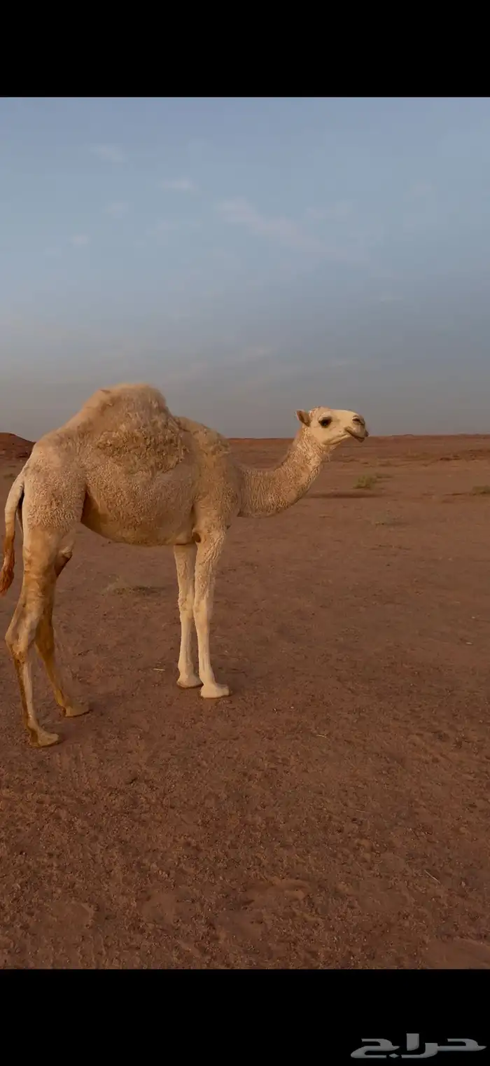 بكره مفروده 0