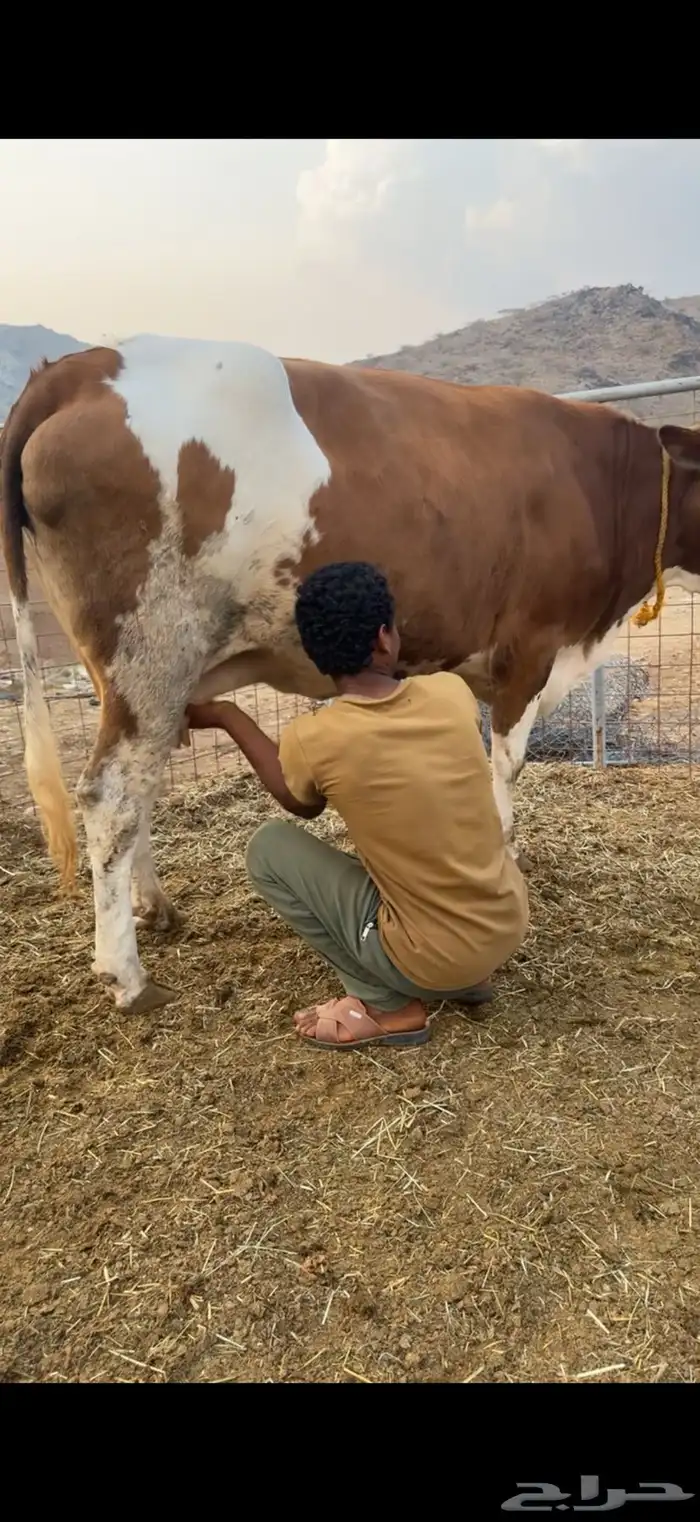 بقر منايح طيبات جدا 1