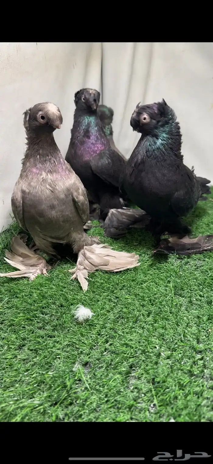 حمام اوزبك 6