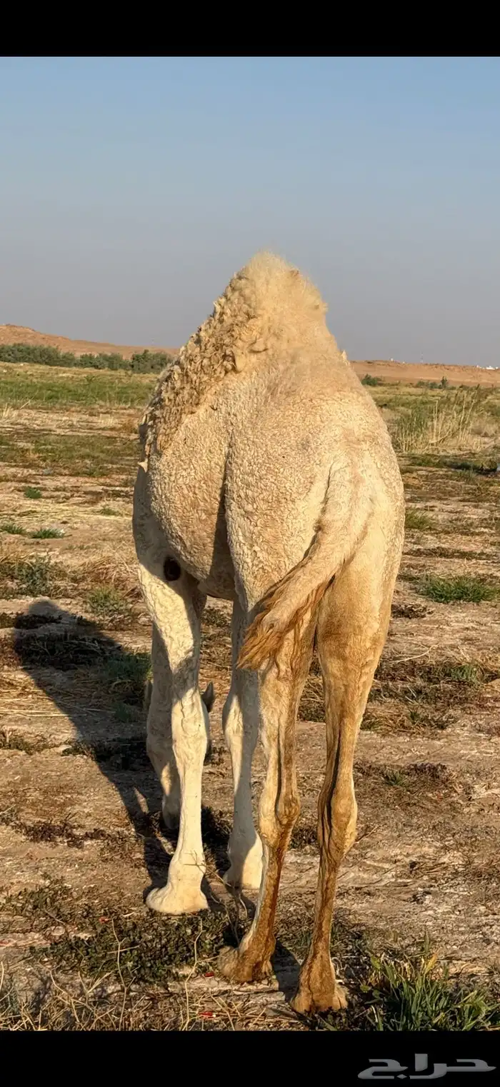 بكره مفروده 2