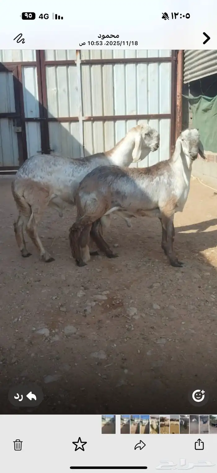 خرفان جذعان مشاريع فحول 1