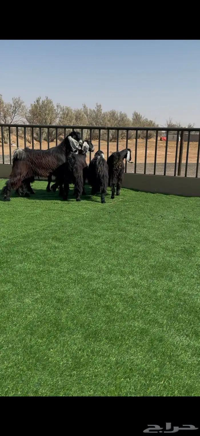 طقم جفرات عوارض جم نوادر 3