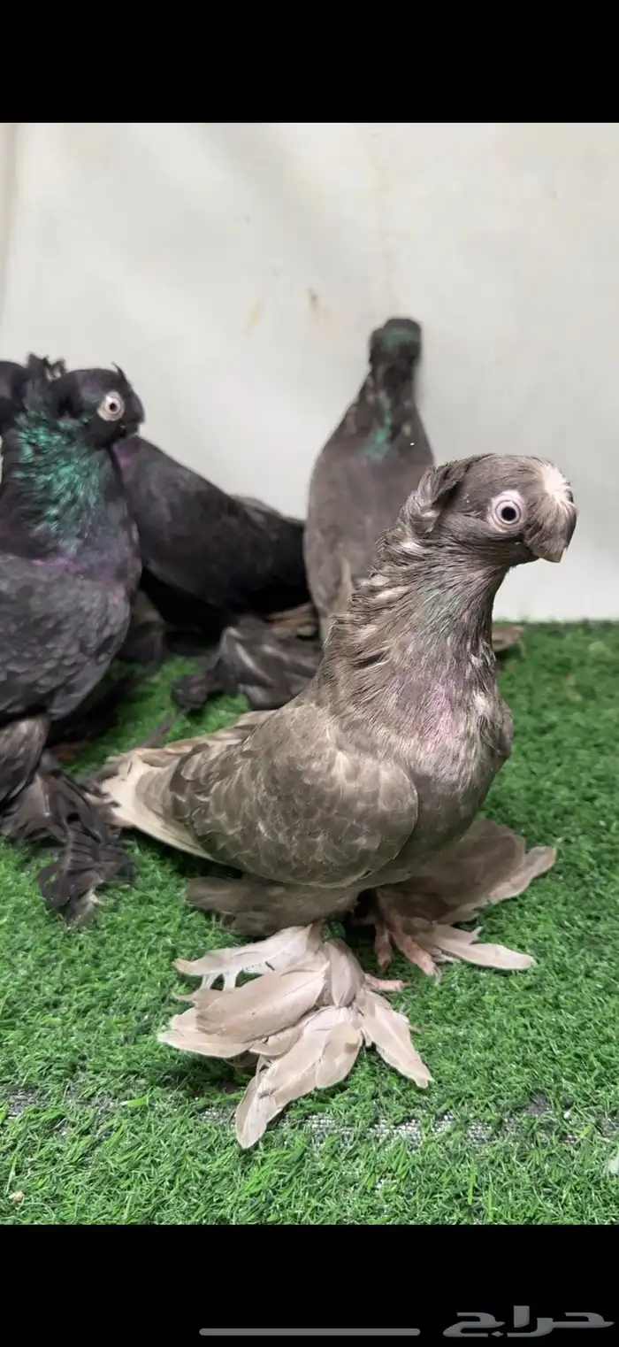 حمام اوزبك 1