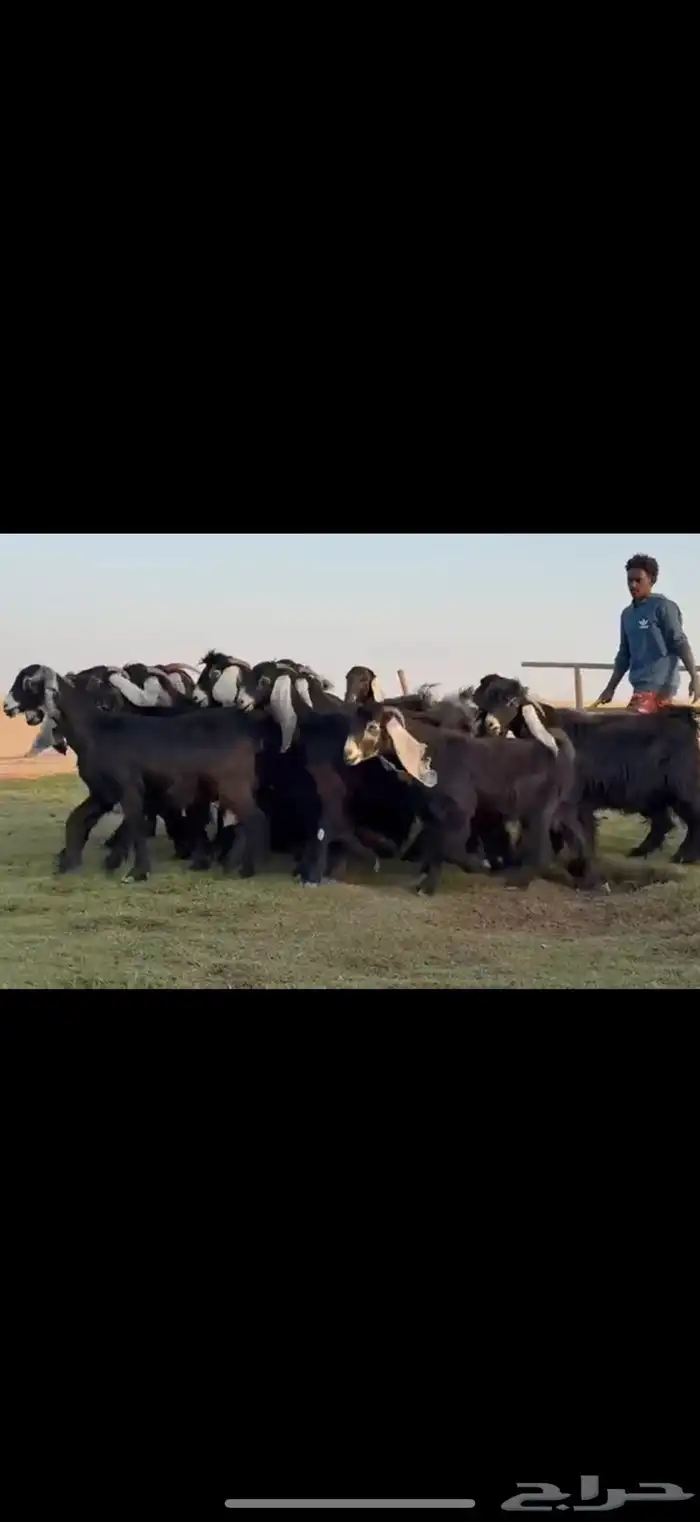 مراح عوارض دفيع شرط فحص سونار . 4