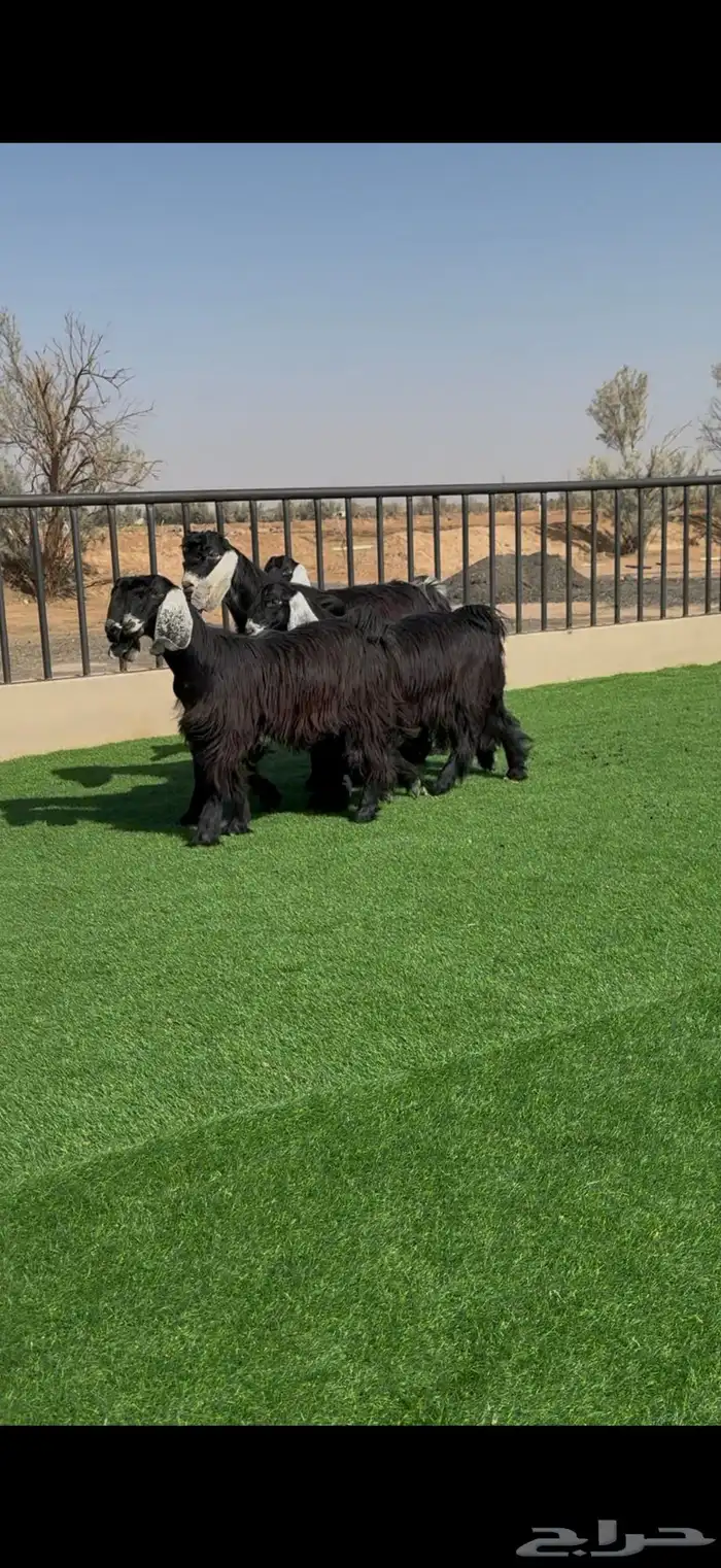 طقم جفرات عوارض جم نوادر 1