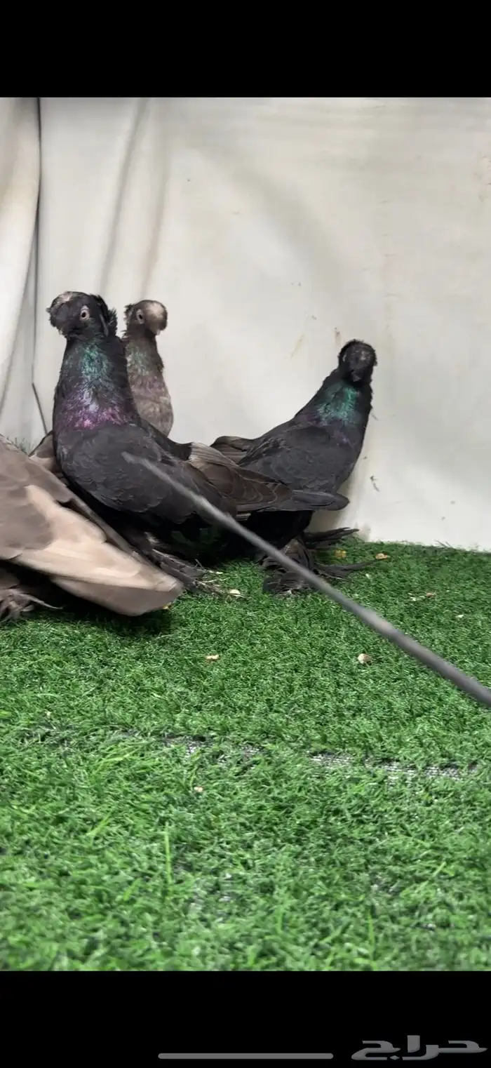 حمام اوزبك 7