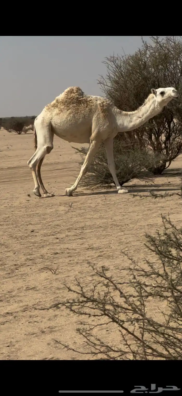 بكره وضحاء ضروبه كفو على جميع الشروط عدال وطفاح 2