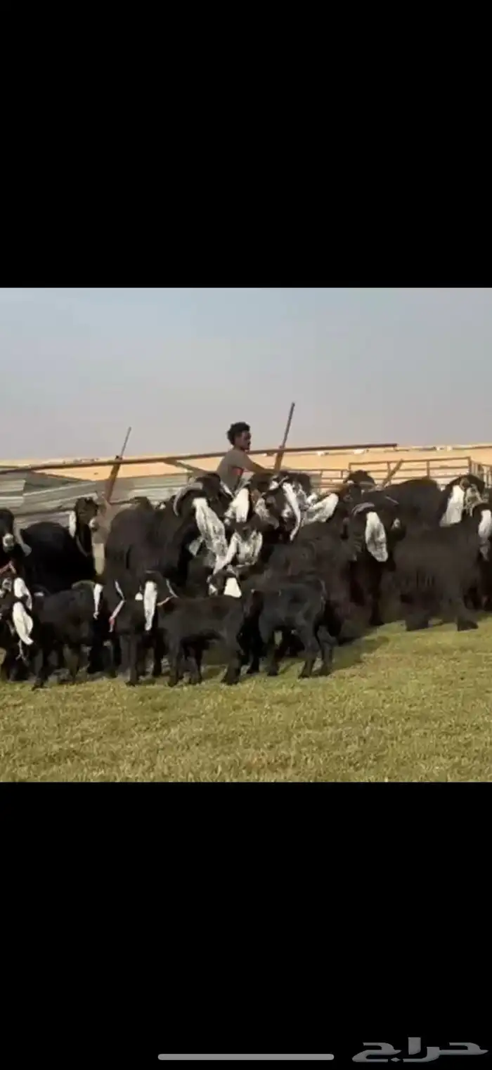 مراح عوارض صنف فاااخره 6