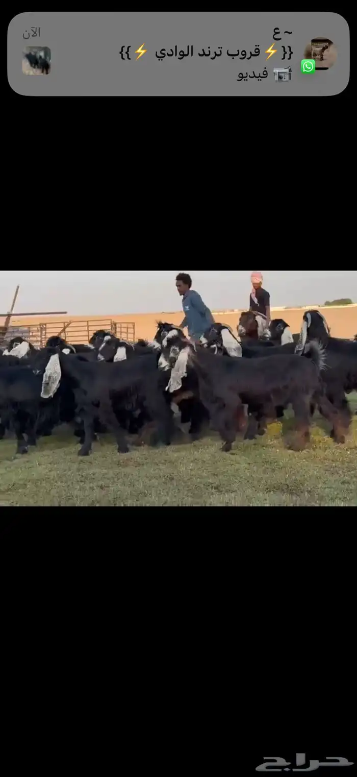 مراح عوارض دفيع شرط فحص سونار . 1