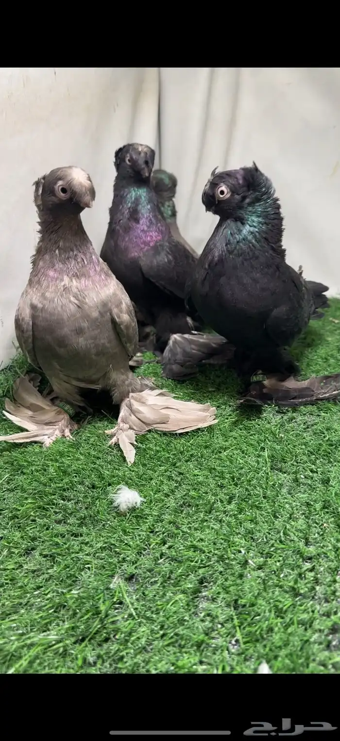 حمام اوزبك 5