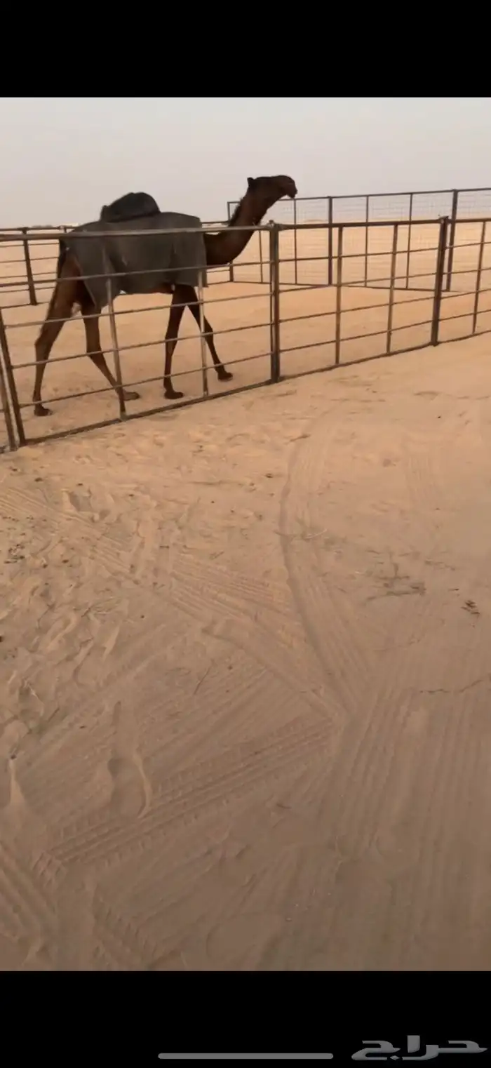 بكره فرديه 2