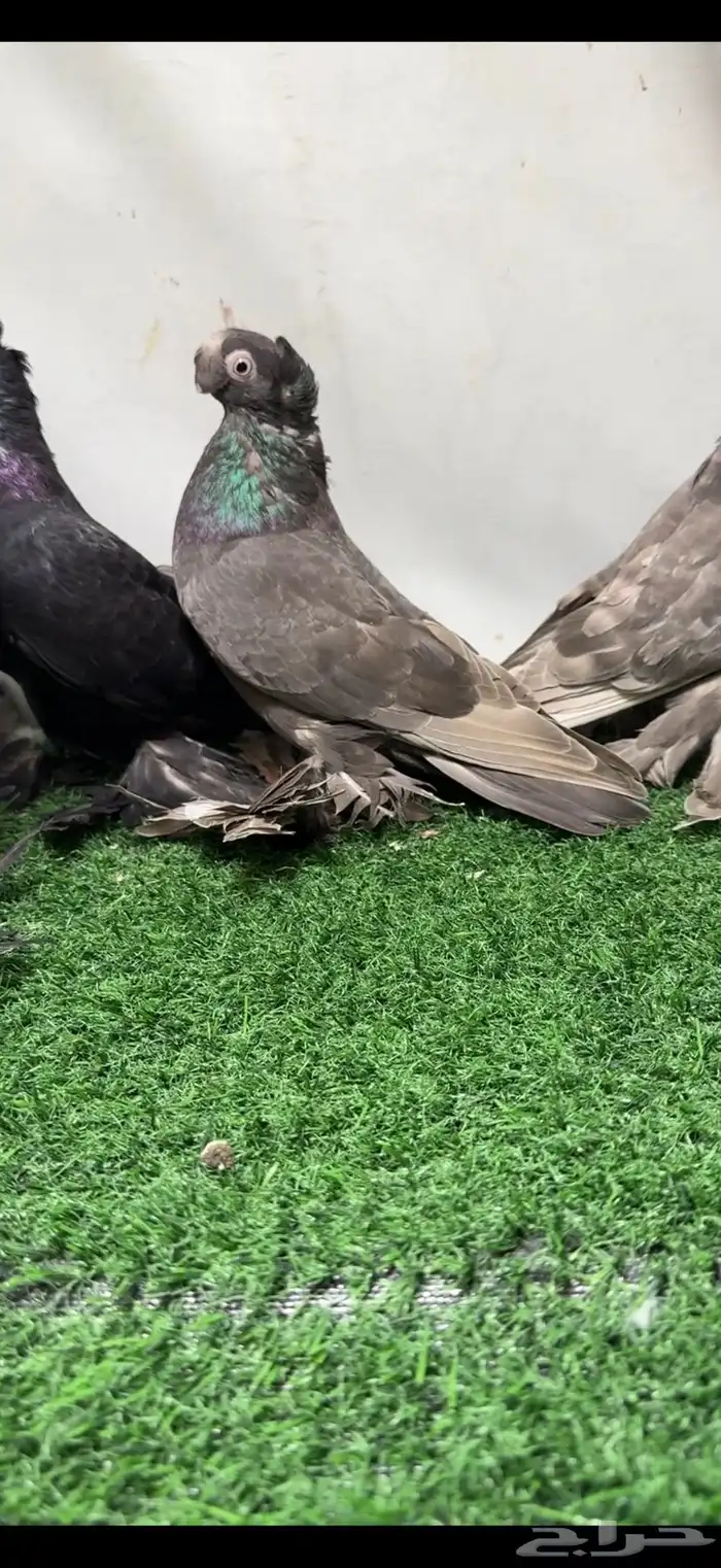 حمام اوزبك 0