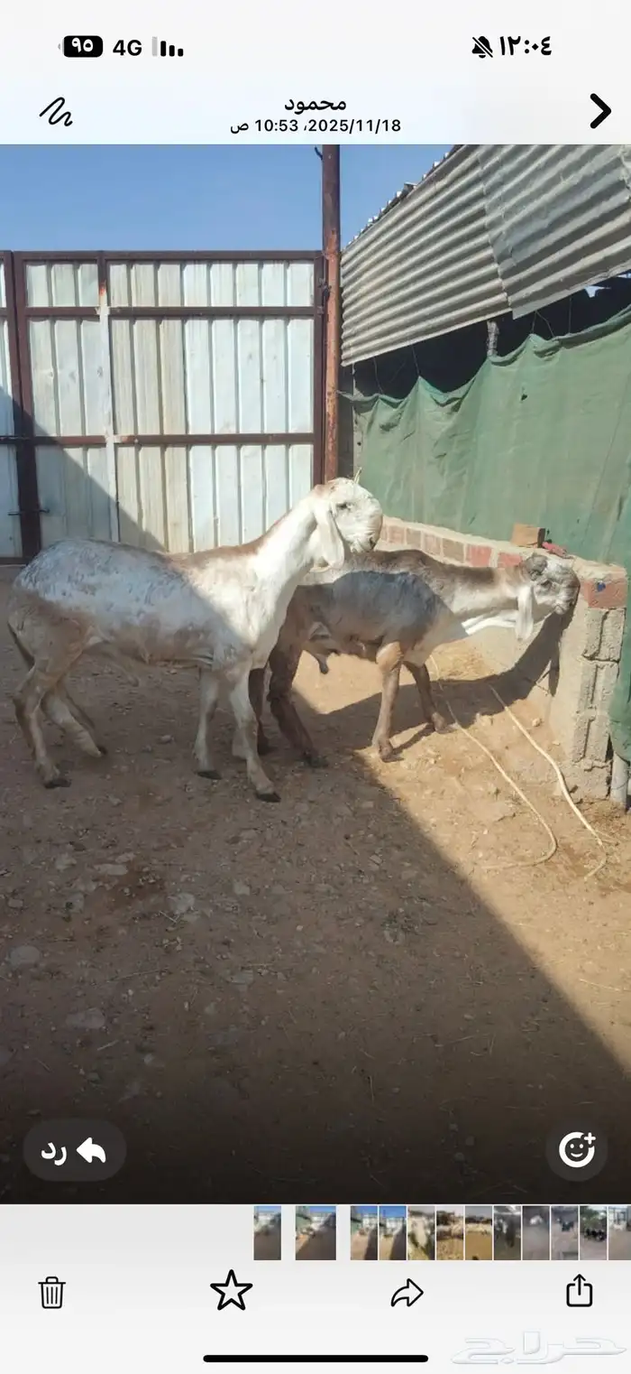 خرفان جذعان مشاريع فحول 0