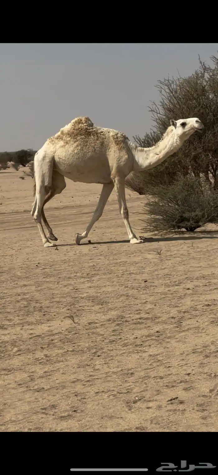 بكره وضحاء ضروبه كفو على جميع الشروط عدال وطفاح 0