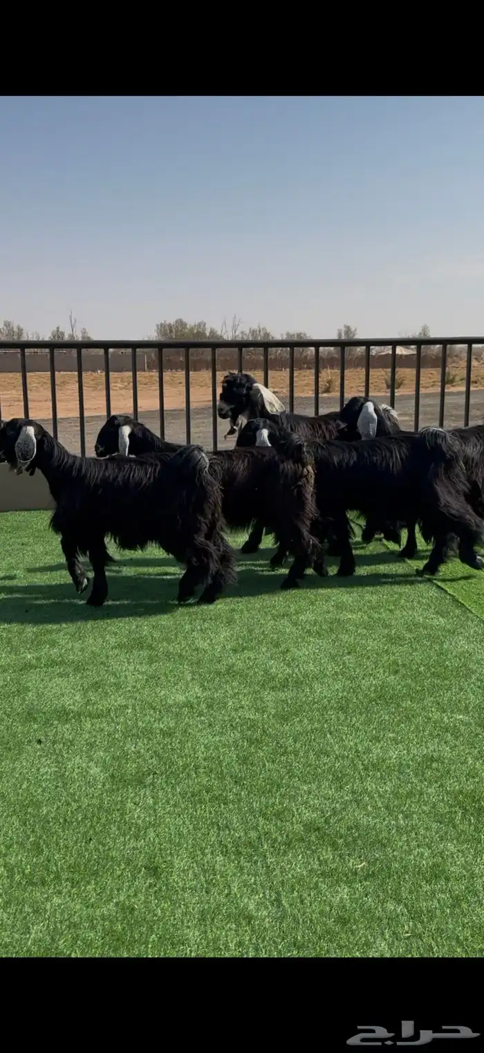 طقم جفرات عوارض جم نوادر 2