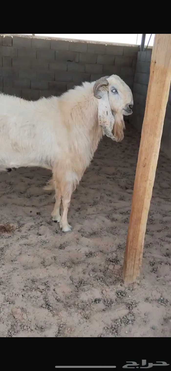 تيس مشروك خصم 0