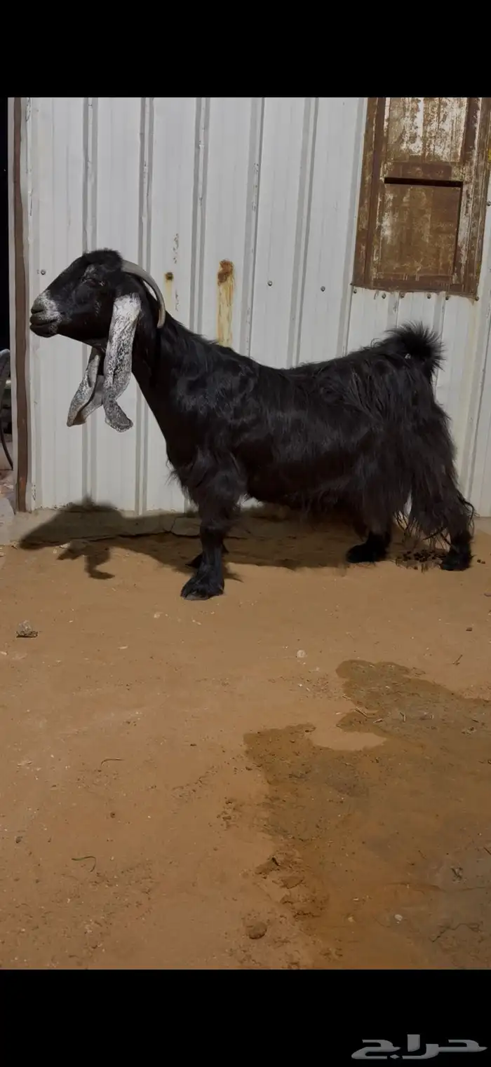 مشروع فحل جذع عارضي معرف صنف خصم 9