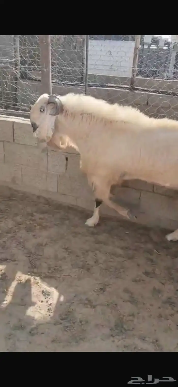 تيس مشروك خصم 1