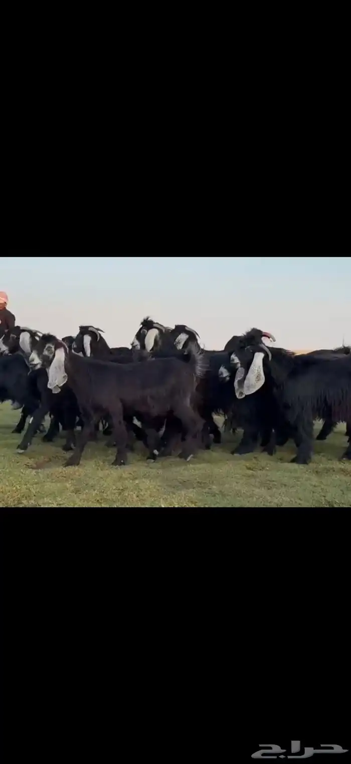 مراح عوارض دفيع شرط فحص سونار . 5