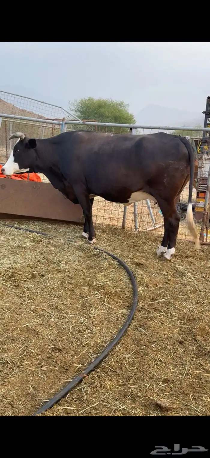 بقر منايح طيبات جدا 3