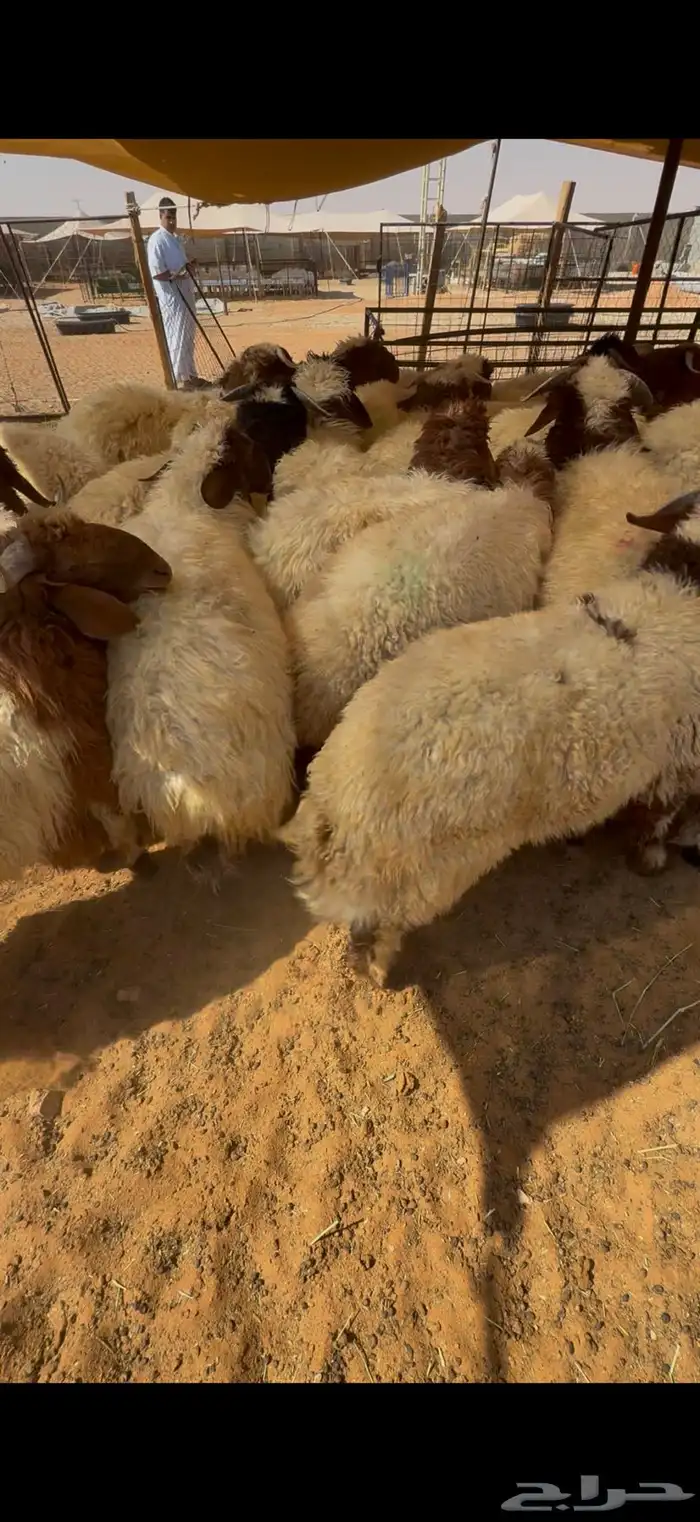 نعيم جبر بلدي للمناسبات تقييم 110 ومتوفر تمارا 6