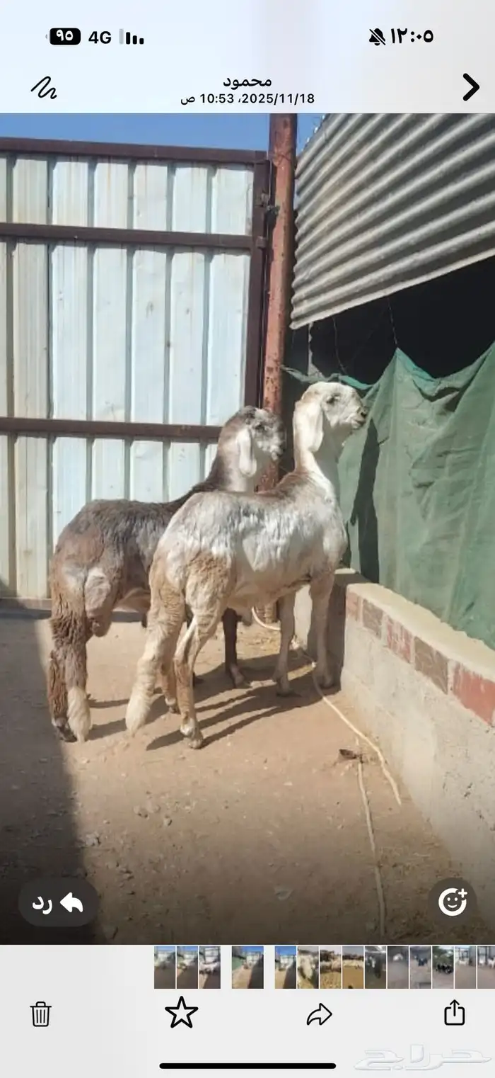 خرفان جذعان مشاريع فحول 2