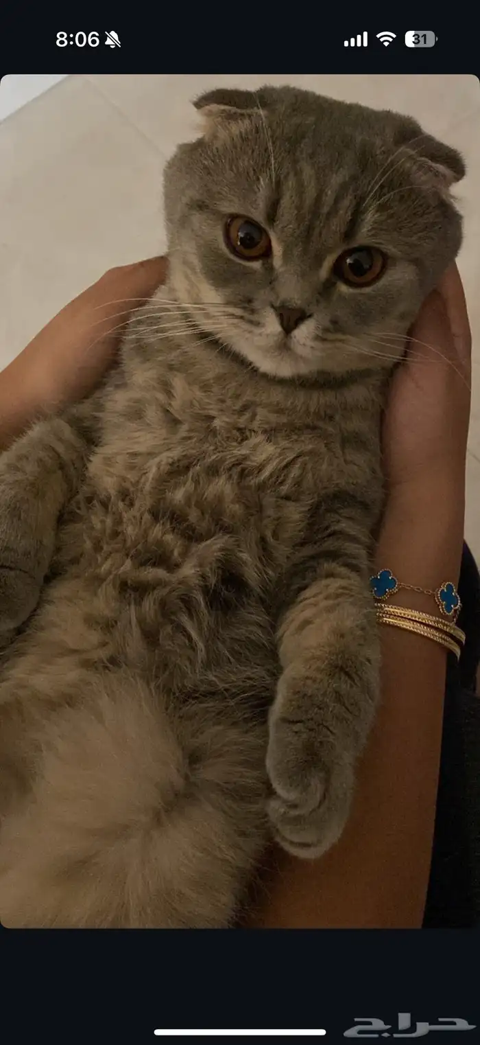 قط ضايع بالدمام حي النزهة 4