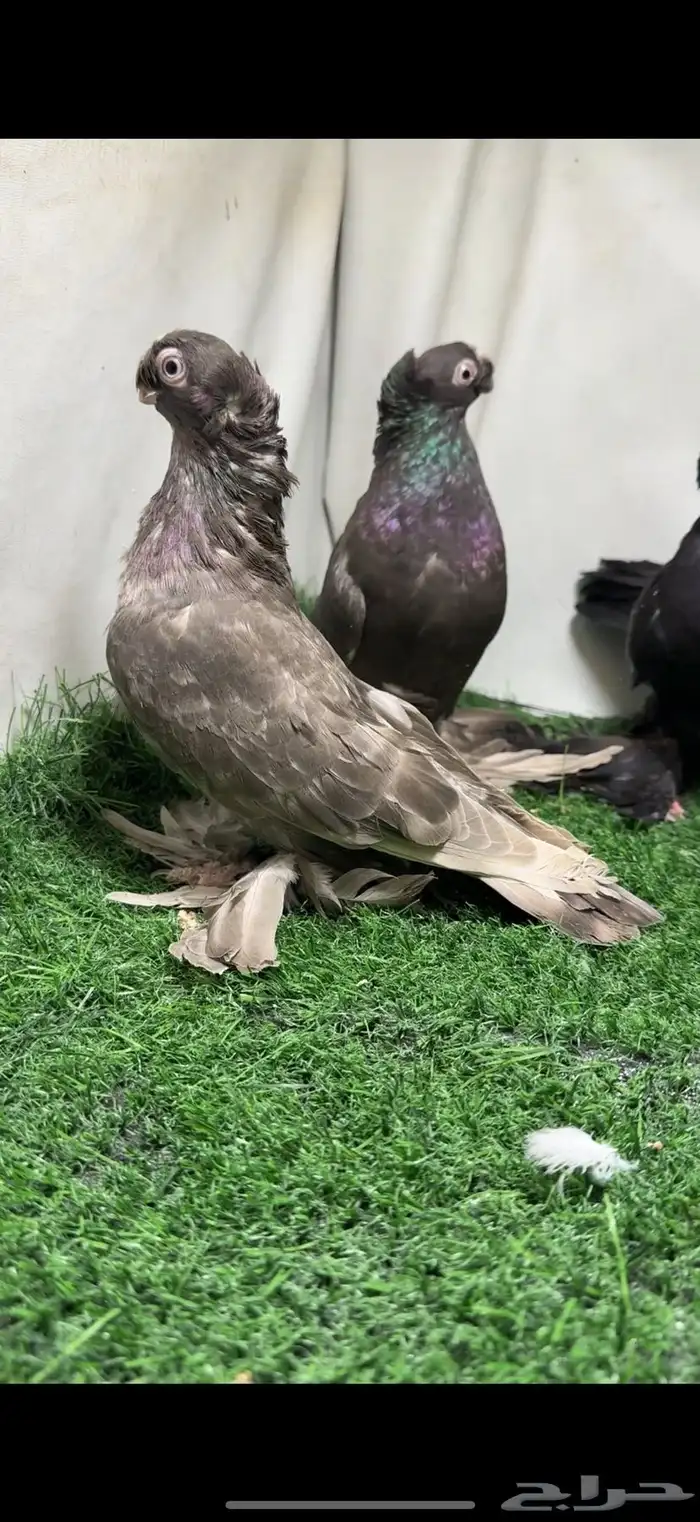 حمام اوزبك 3