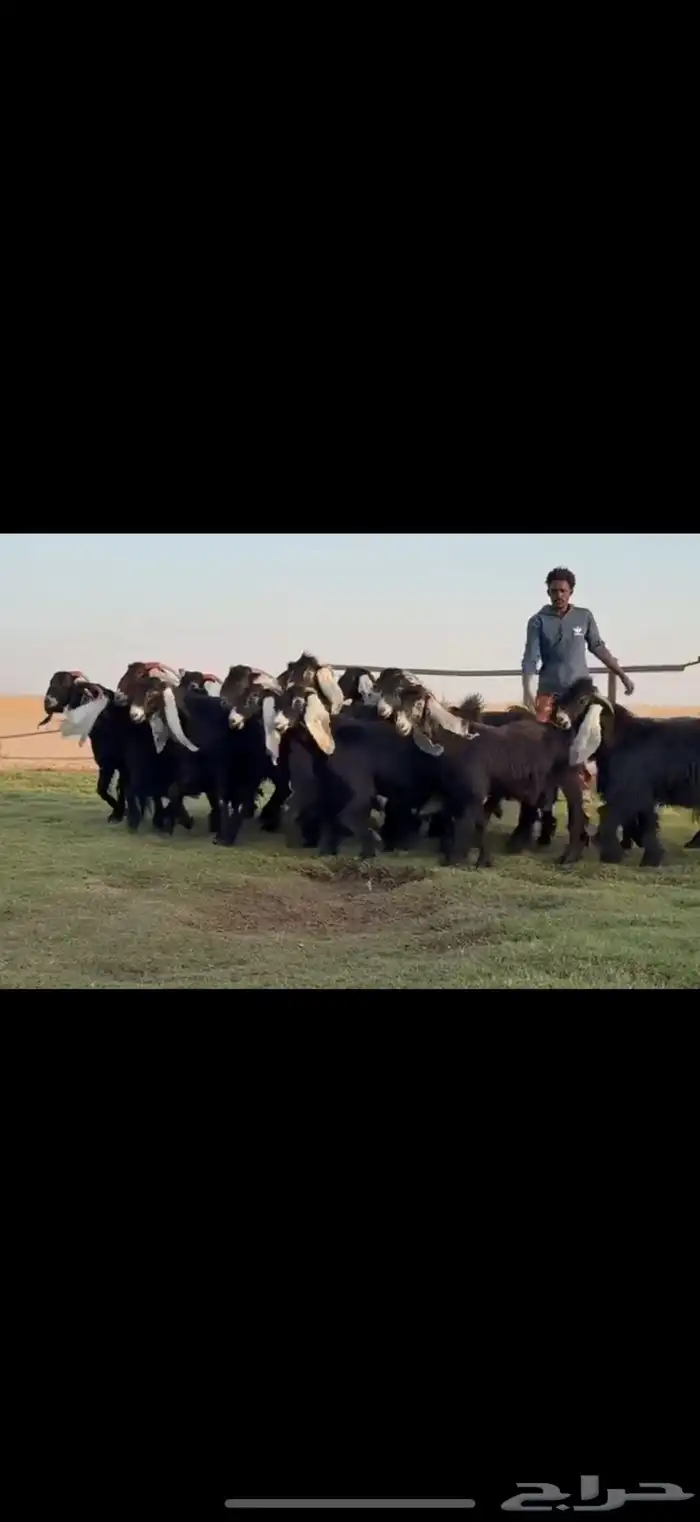 مراح عوارض دفيع شرط فحص سونار . 3