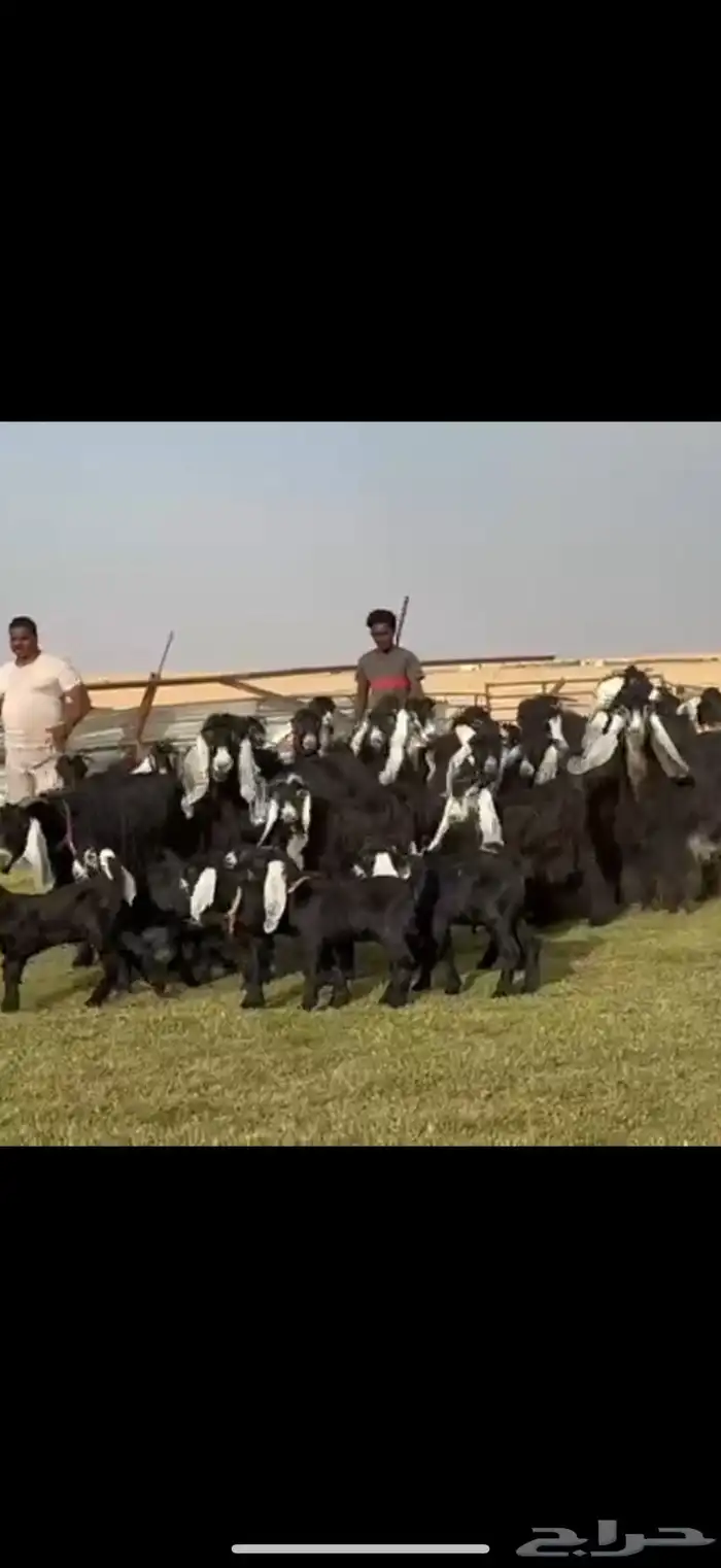 مراح عوارض صنف فاااخره 0