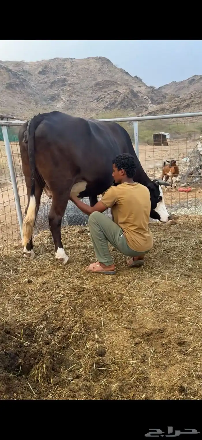 بقر منايح طيبات جدا 2