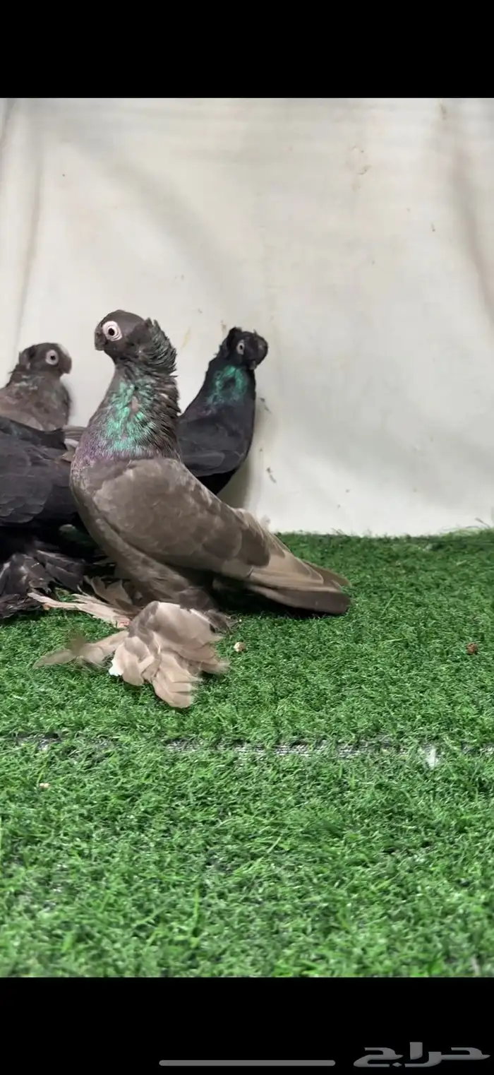 حمام اوزبك 2