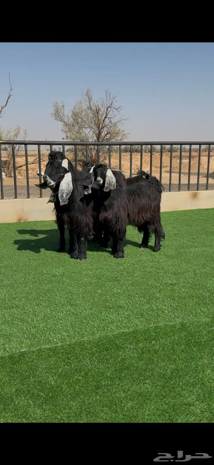 طقم جفرات عوارض جم نوادر 4