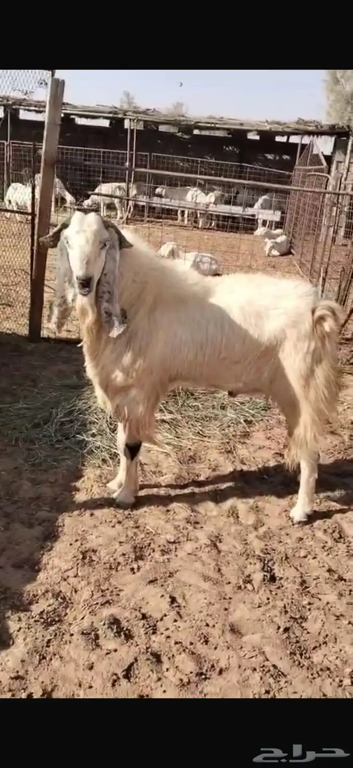 تيس مشروك خصم 2