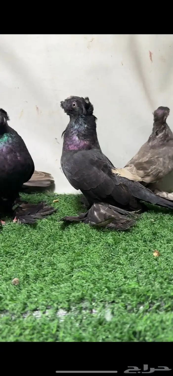 حمام اوزبك 4