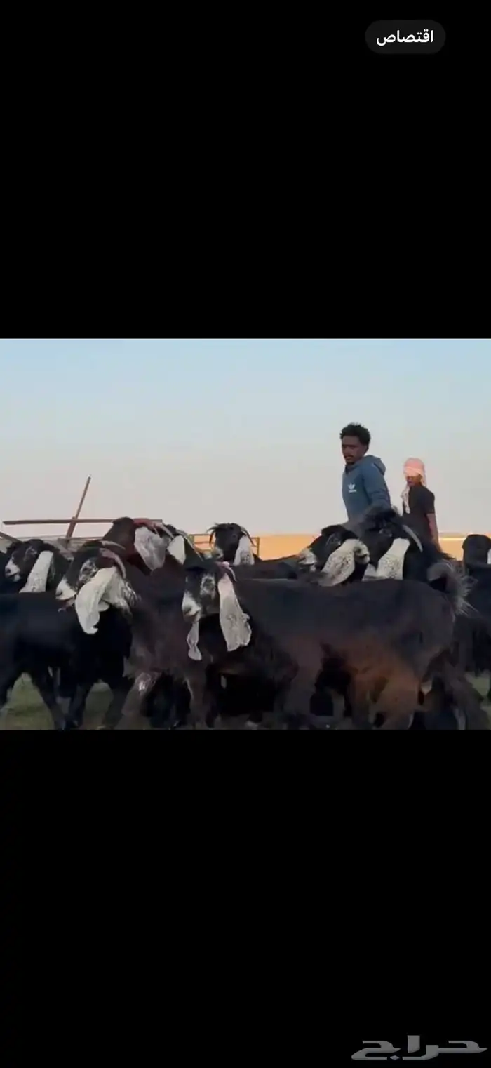 مراح عوارض دفيع شرط فحص سونار . 0