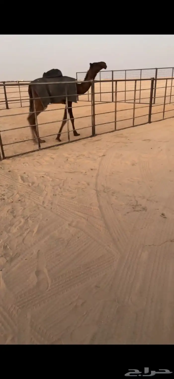 بكره فرديه 1