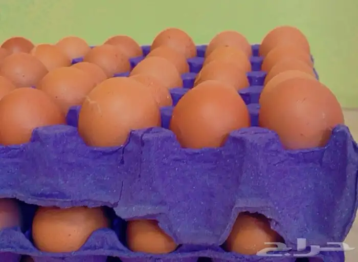 بيض لوهمان براون بيور مخصب 0