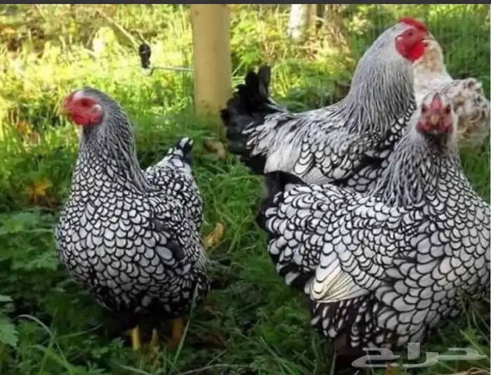 بيض دجاج واين دوت النادر 0