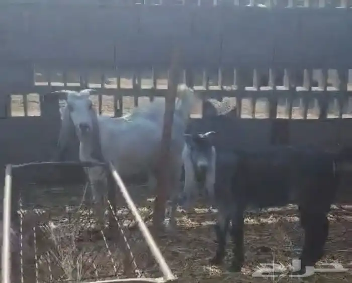 معزا للبيع 5