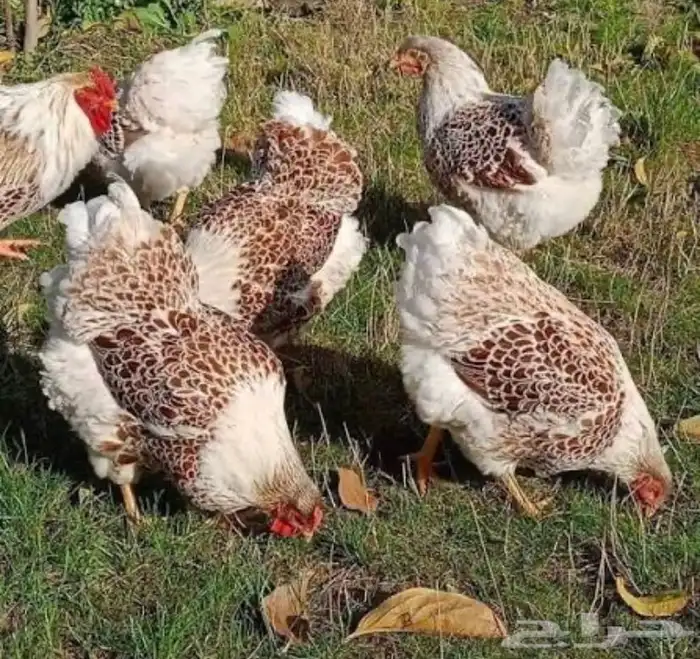 بيض دجاج واين دوت النادر 7