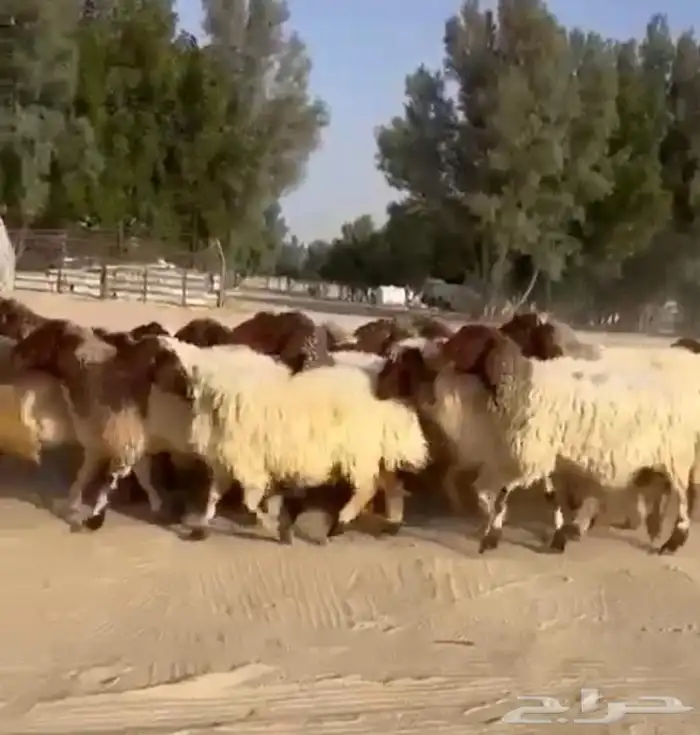 غنم نعيم مقاني طيبه للبيع 1