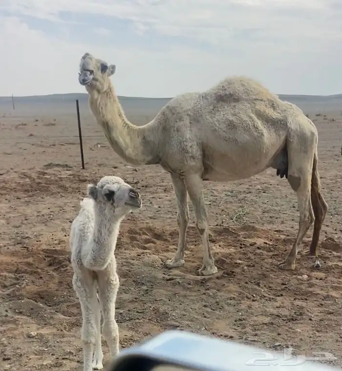 خلفة منيحه 0