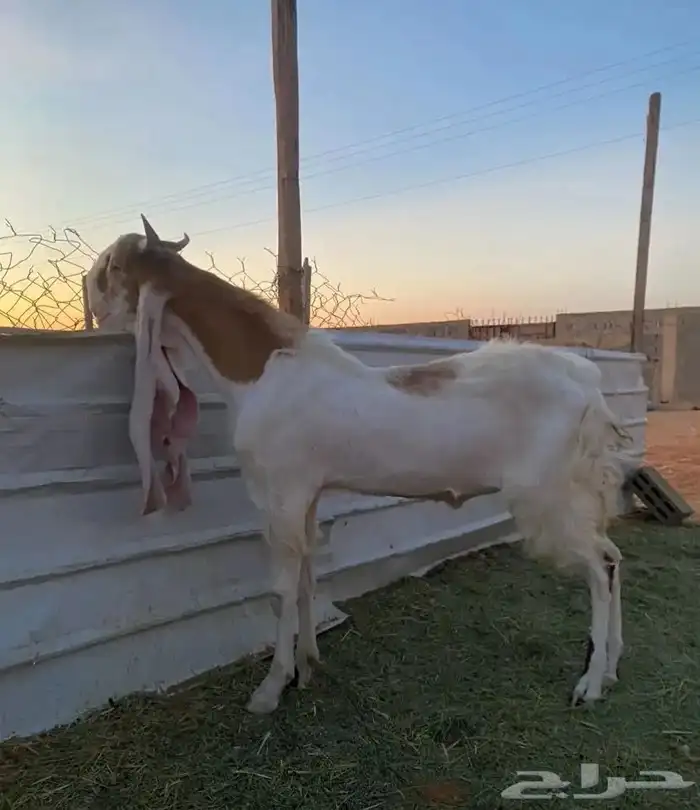 تبس هولندي 0