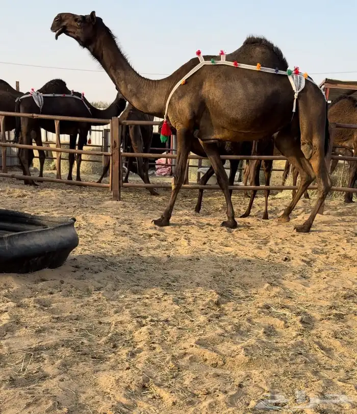 للبيع ضروبه مجهم نادره جدا 0