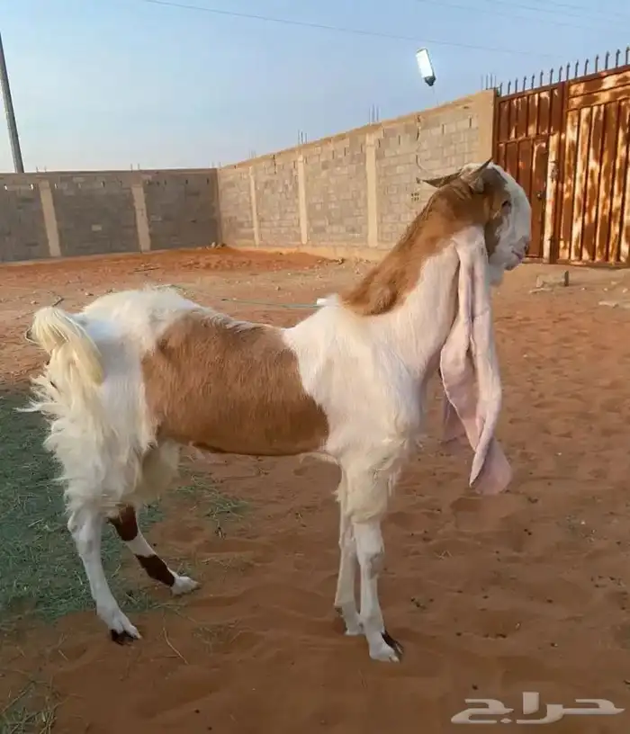 تبس هولندي 1