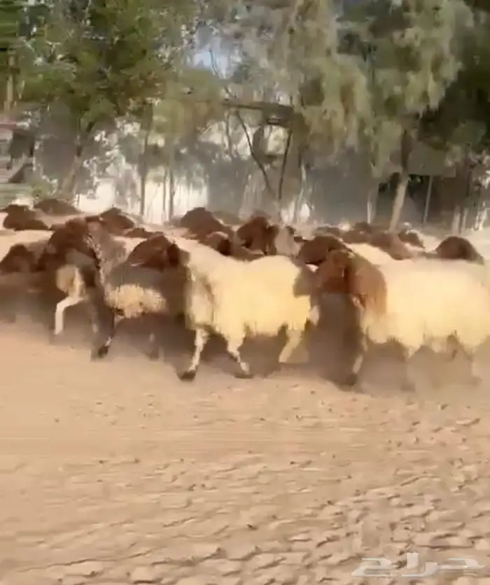 غنم نعيم مقاني طيبه للبيع 9