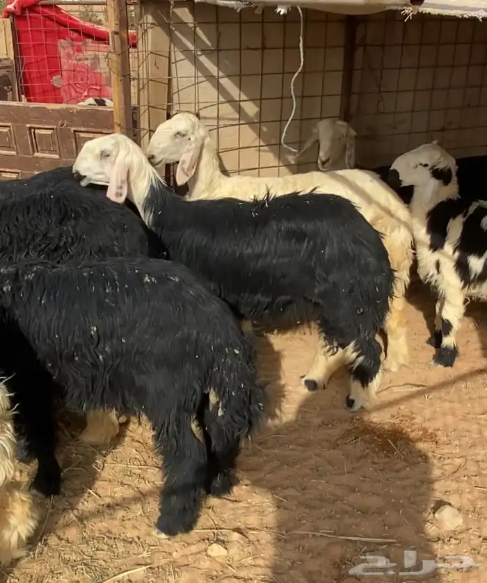 طليان ذبايح جمله وتفريد 0