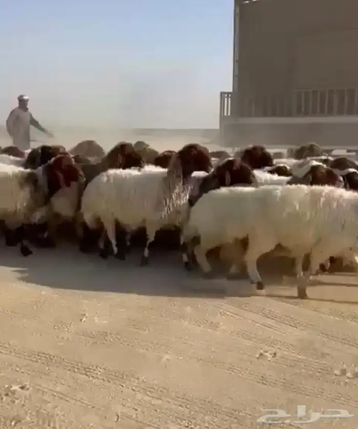 غنم نعيم مقاني طيبه للبيع 8